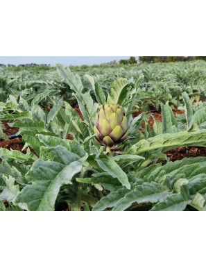 Crema di Carciofi: Gusto Autentico e Tradizione Pugliese