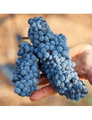 Vino Susumaniello rosato pugliese:biologico dal carattere mediterraneo