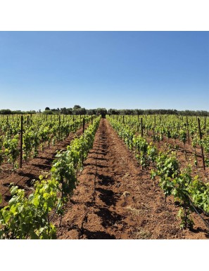 Vino Susumaniello rosato pugliese:biologico dal carattere mediterraneo