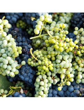 Torriserva – Susumaniello Rosso Salento IGT Biologico