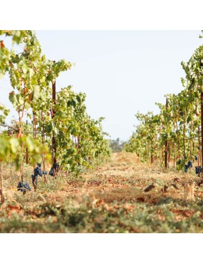 Vino Susumaniello rosso pugliese Salento IGP Biologico - Torriserva