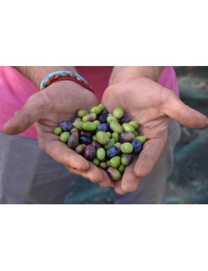 Huile d'olive extra vierge italienne biologique en bouteille
