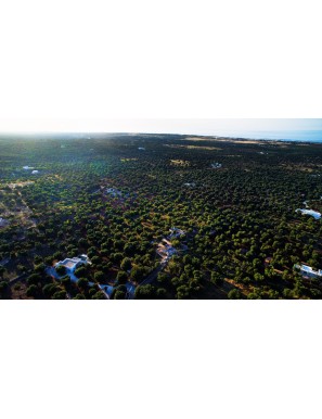 Organic extra virgin olive oil from Puglia (100% Italian)