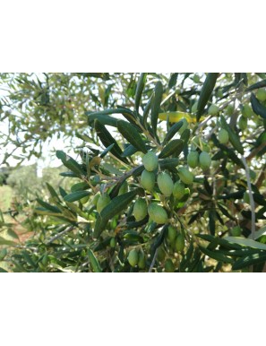 Huile d'olive extra vierge biologique des Pouilles (100% italienne)